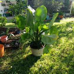 Elephant Ear And Climber Plant With Flowers