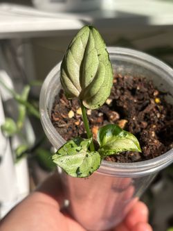 Two Syngoniums - one price