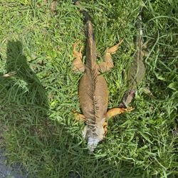 Iguana Removal