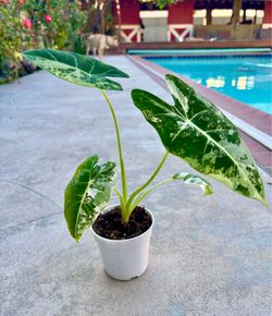 Alocasia frydek variegated