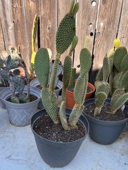 Cactus plant