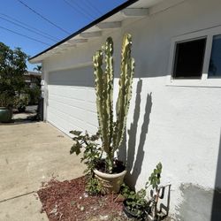 variegate african candelabra