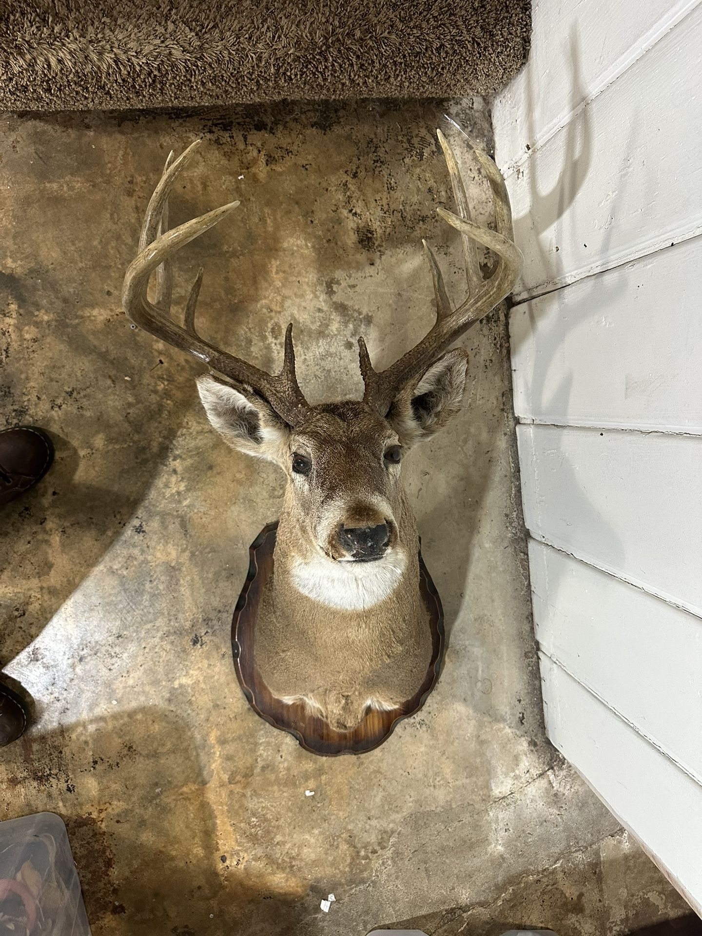 Whitetail Deer Mount - 10 Point Buck - Man Cave Decor