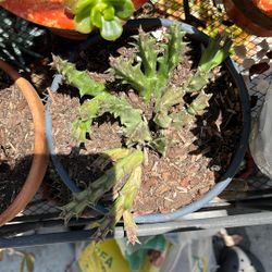 Small pot of terra-cotta each $10 succulent pots