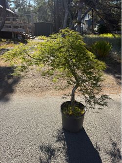 ‘Toyama Nishiki’ variegated laceleaf Japanese maple