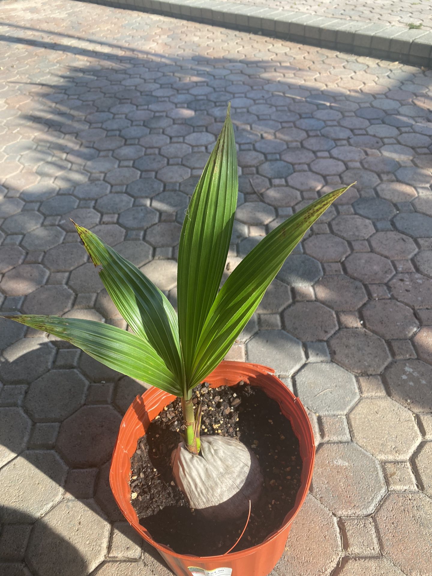 Fiji Dwarf Coconut Tree