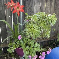 3-in-1 Plants For Sale