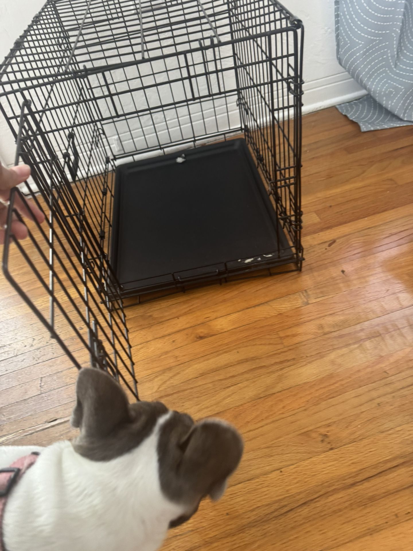 Dog Crate, New Condition