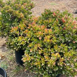 Jade Plant 