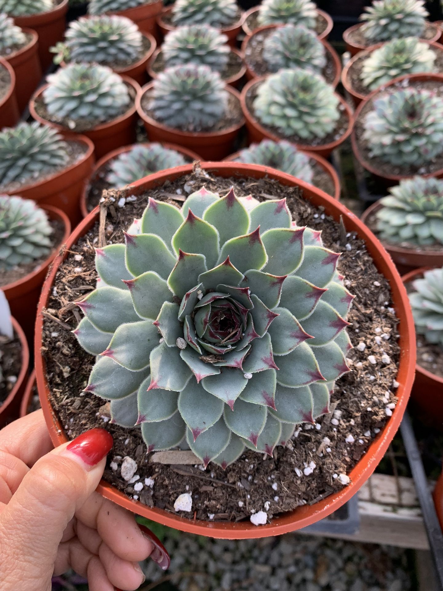 Chicken & Hen Succulent 4”