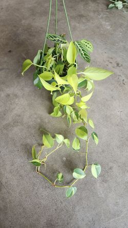 Frankenstein Plant