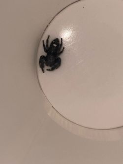 Jumping Spider