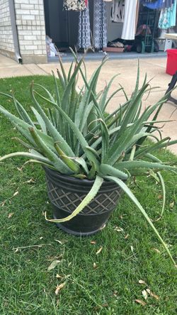 Aloe plant/ planta de sabila