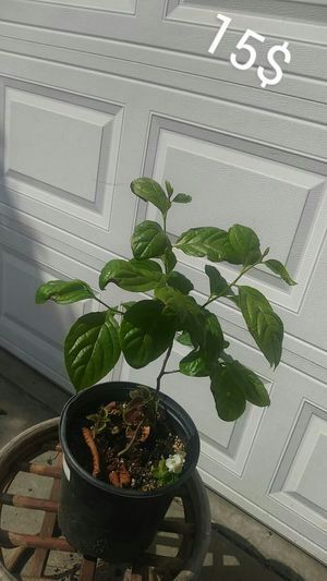 Planta de persimo... japanese persimmon plant.