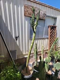 Eves needle cactus