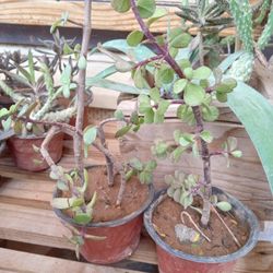 2 Plants ☘️ For 15 Dollars 