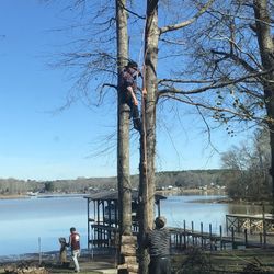 In Need Of A Tree Climber