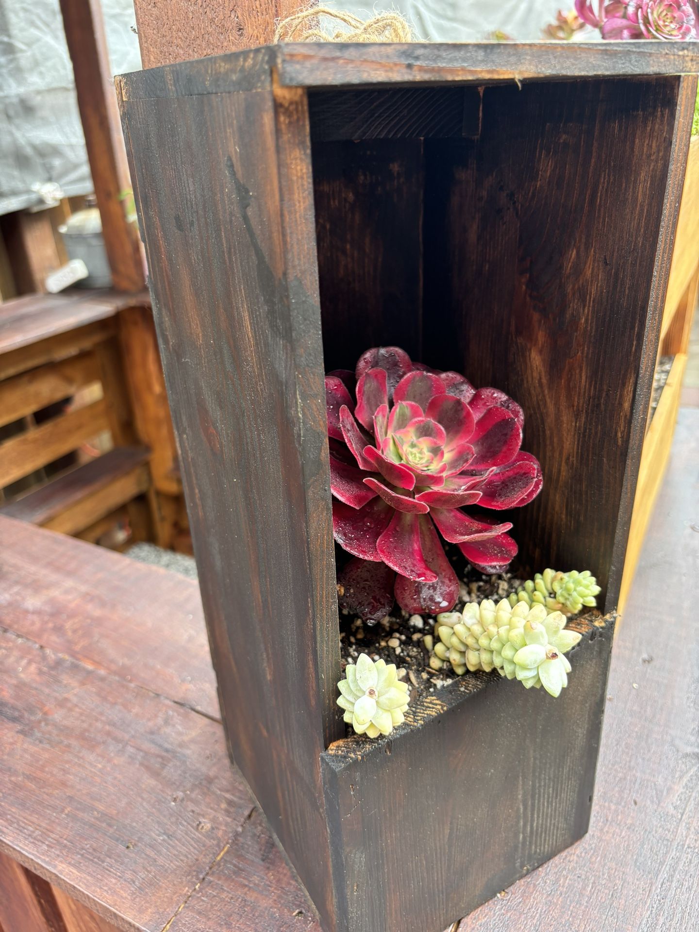 Succulents Asian