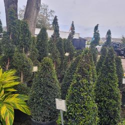 Topiaries Large 