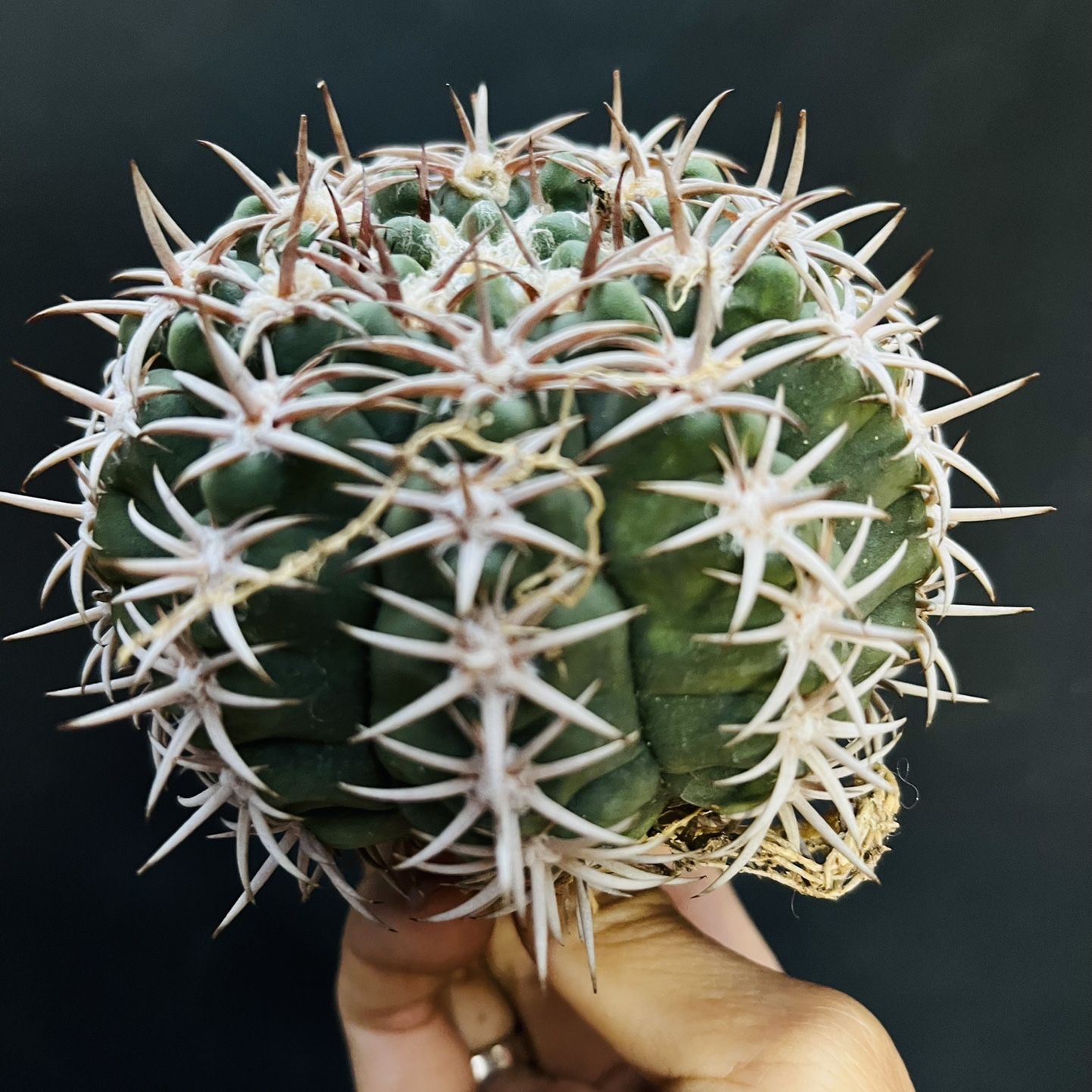 Gymnocalycium Hybopleurum Ferox Var. Ferocior Cactus Imported for Sale in  Garden Grove, CA - OfferUp
