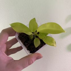 Philodendron golden goddess 