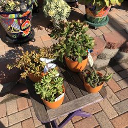 A Variety Of Succulent Plants 