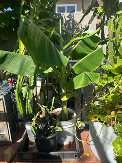 Banana trees
