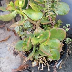 Plants