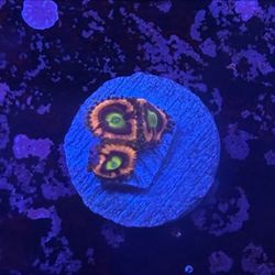 Anti Venom Zoa Display Decor