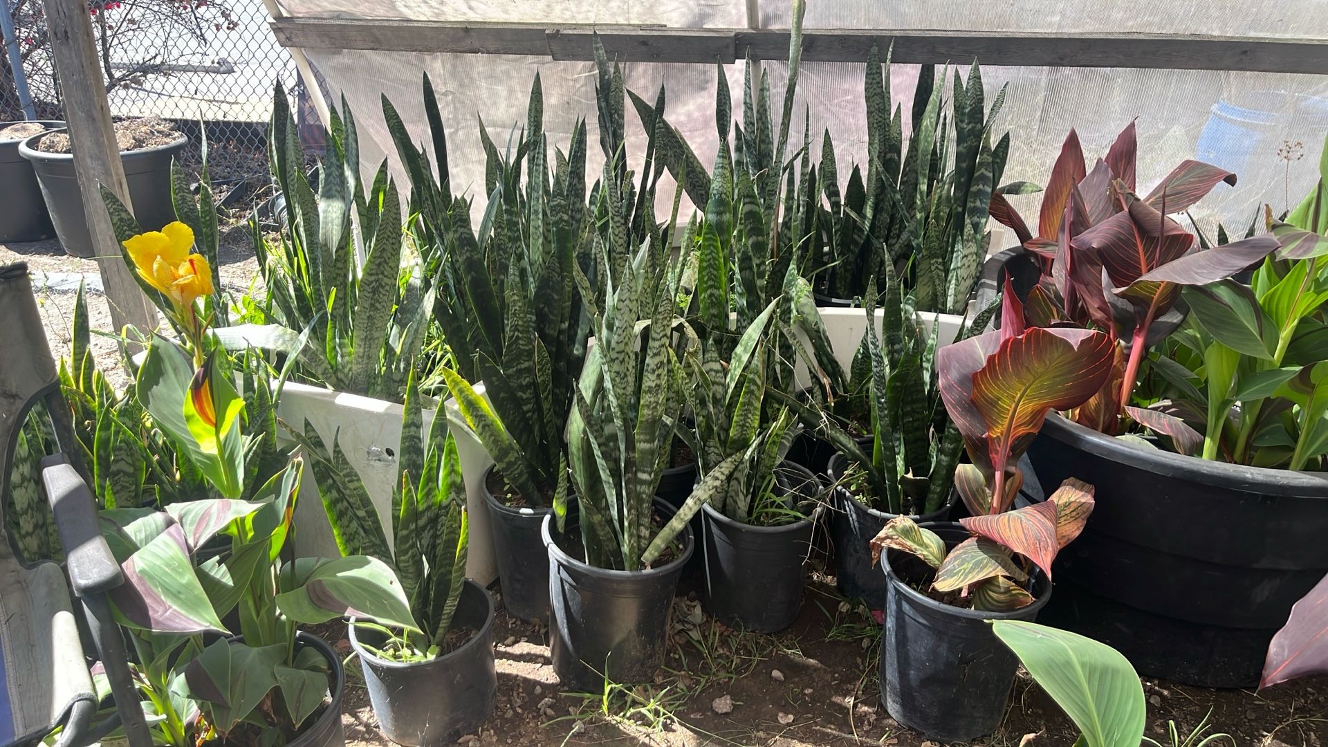 Snake plants
