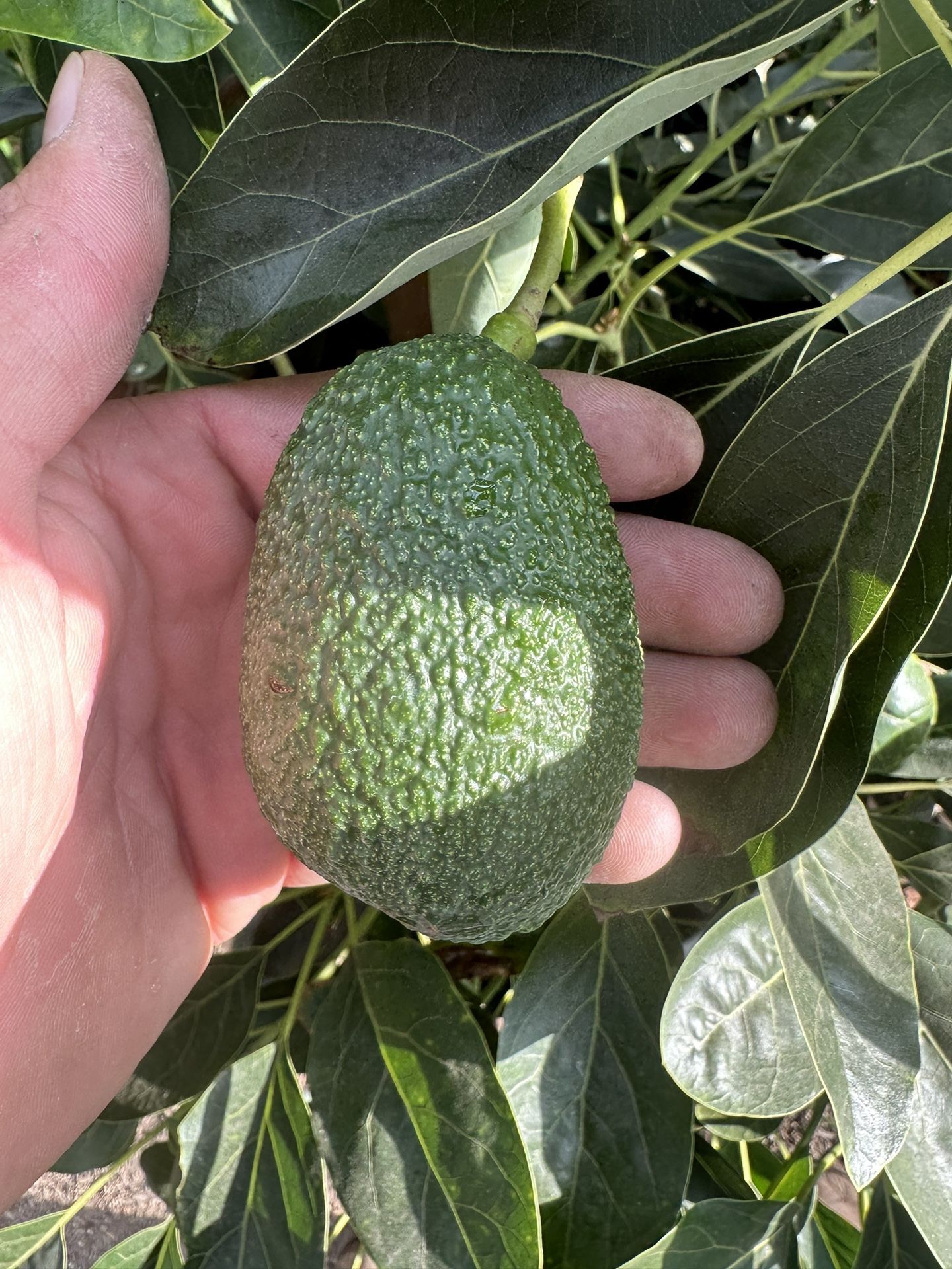 Hass Avocado Tree for Sale in Irwindale, CA OfferUp