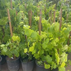 Grape Vines - Blueberry Bushes- Raspberry Plants - Gooseberry Plants - Strawberry Plants- Olallieberry Plants- White Blackberry Plants 
