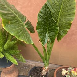 Plant