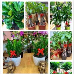 Feng Shui Lucky Plants For House, Office, Or Grand Opening 