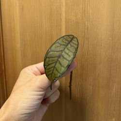 Hoya Ganung Gading Cutting