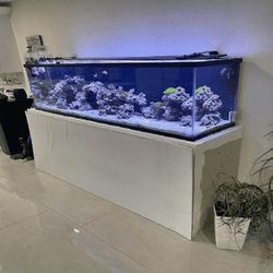 mouth respond Large Full-Sized Fish Tank – A Beautiful Centerpiece for Your Home