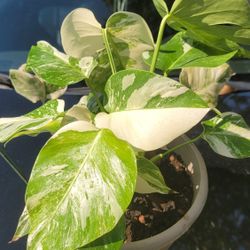 Monstera Albo Cutting 