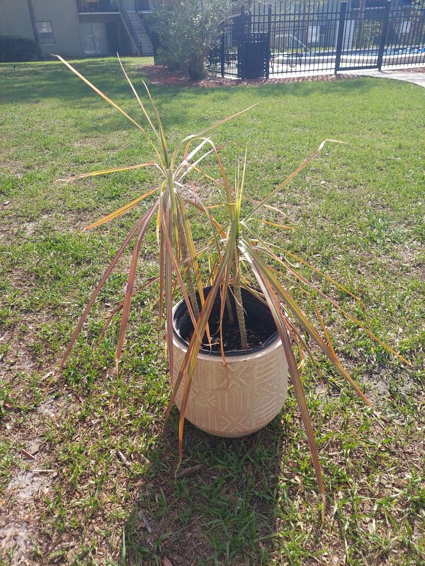 BEAUTIFUL Pink And Green Rooted Triplet Palm Tree (3ft Tall X 2ft Wide) Plant Potted In Strong Pink Ceramic Pot Only $10!!!!