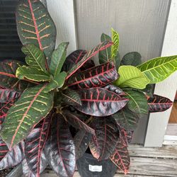 Croton Plant 