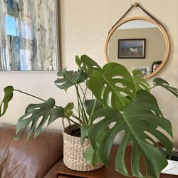 Large Monstera Deliciosa Plant In Woven Basket