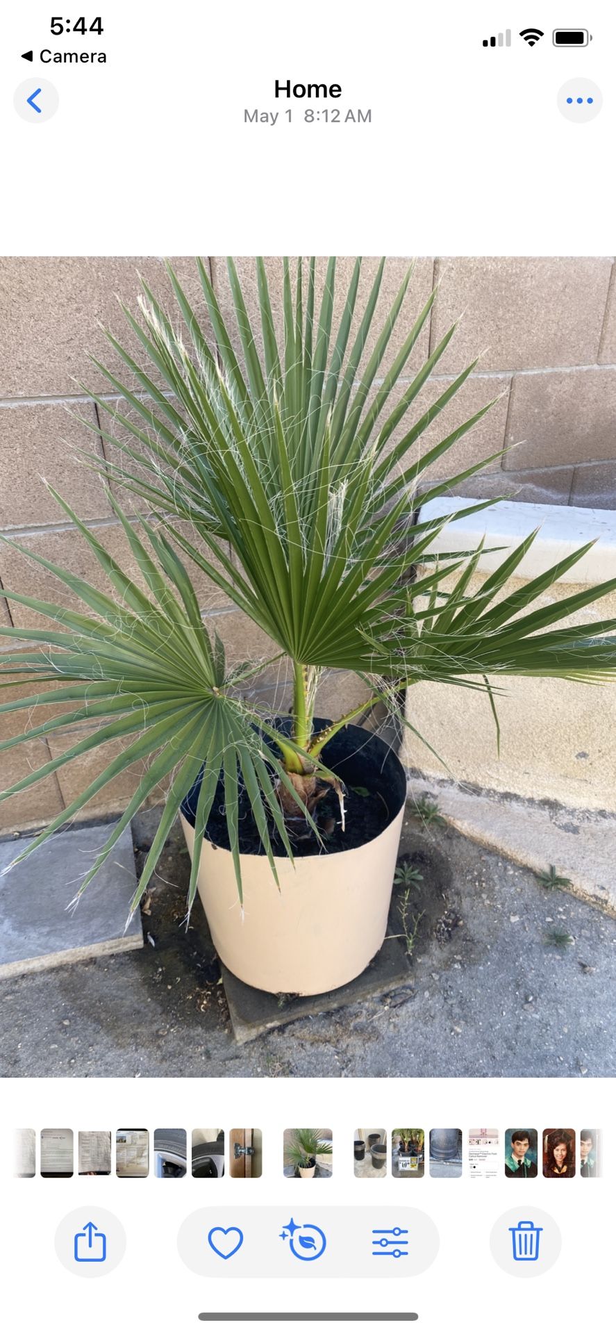 Palm Tree