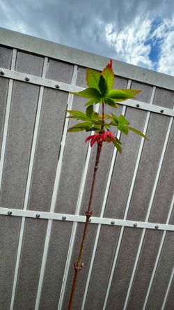 japanese red maple 3” container $20
