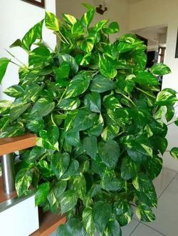 High Variegation Pothos Money Plant/ House Plant/ Indoor Plant Flower Patio Garden