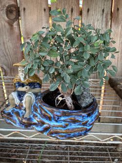Bonsai for sale  $85 each