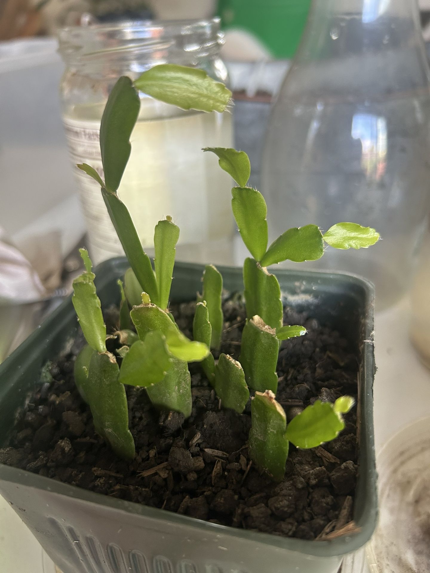 Super Cheap Succulent Bundle