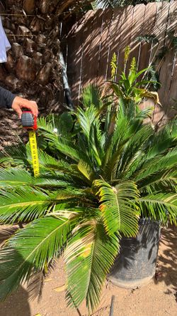 Palm tree