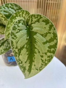 Scindapsus A