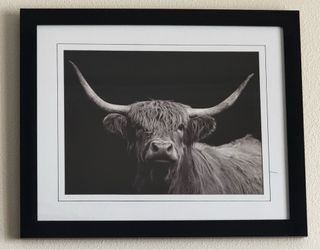 Bull picture