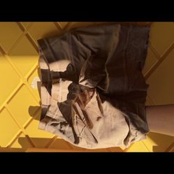 Faja Shorts Levanta Glúteos 