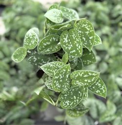 Pictus Satin Pothos - 4inch
